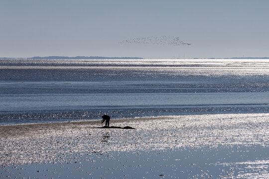 View of a person digging for shellfish on the tidal flats of the Wadden Sea in Thy, with birds flying overhead and shimmering water in Thisted Municipality, Denmark.