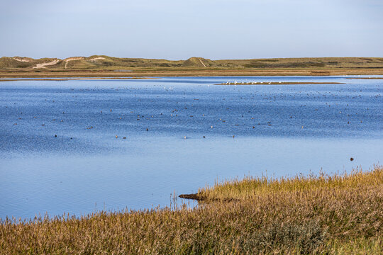 View of Thy National Park with a calm lake, numerous birds swimming on the water, and sand dunes in the background in Thisted Municipality, Thisted Municipality, Denmark.