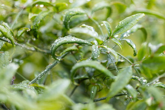 Close-up narrow green leaves are glistening with water droplets on garden shrub in soft bokeh