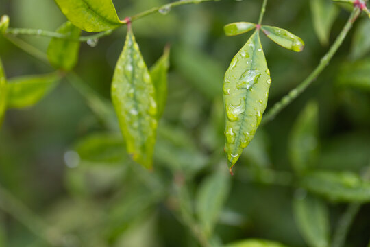 Lanceolate leaves are holding water droplets on thin stems near garden edge, showing reddish nodes