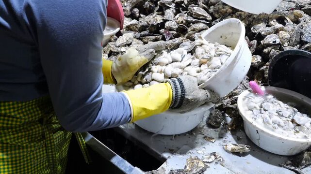Workers separate shells and transfer fresh shellfish meat into white containers at an industrial food processing plant for commercial distribution and market supply