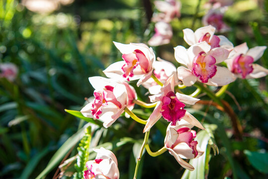 Pink Pastel flower floral soft nature blossom blurred background. Pink flower petals plant beautiful garden. Flower blossom botanical garden blooming amazing landscape spring flora greenhouse garden