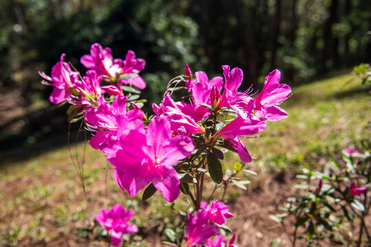 Pink Pastel flower floral soft nature blossom blurred background. Pink flower petals plant beautiful garden. Flower blossom botanical garden blooming amazing landscape spring flora greenhouse garden