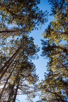 Vertical Pine Nature forest green tree magic sunlight beam light in woodland. Beautiful rays of sunlight in tranquil green forest. Sumbeam ray light outdoors park. Vertical Natural Blurred background