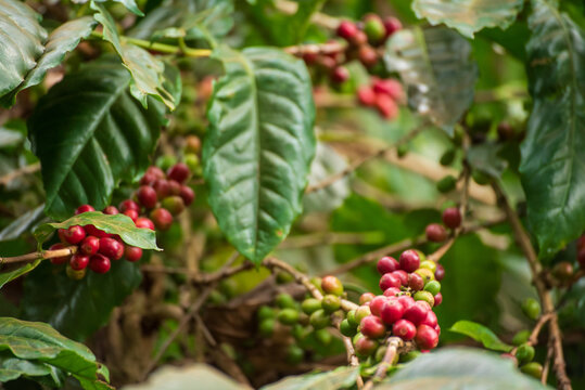Red bean ripe Coffee tree agriculture occupation hand holding in basket. Close up hands coffee selected red ripe bean. Farm fresh bean in eco farm. Ripe Red coffee berry plant background eco garden