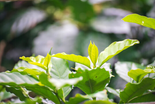 Design element Coffee green leaf tree in eco organic garden black backgrounds. Texture Green coffee leaf on tree growing berry bean plant. Abstract Blurred background design template with copy space