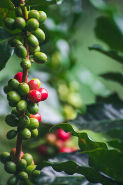Vertical Coffee tree red green bean ripe seed robusta arabica berry harvest coffee garden. Fresh green coffee bean. Vertical Close up hands harvest red seed basket robusta arabica plant farm outdoor