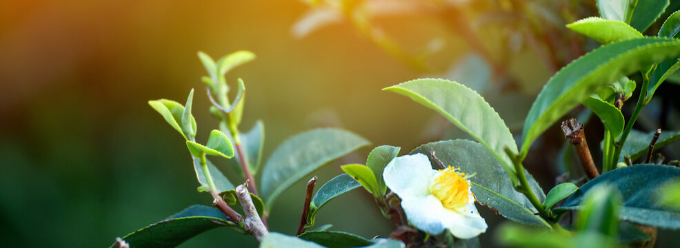 Banner Green tea tree field sunlight garden agriculture. Panorama Fresh young tender bud herbal farm in morning. Banner Green tea tree leaves camellia sinensis herb with copy space