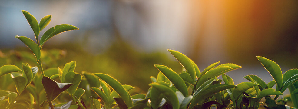 Banner Green tea tree field sunlight garden agriculture. Panorama Fresh young tender bud herbal farm in morning. Banner Green tea tree leaves camellia sinensis herb with copy space