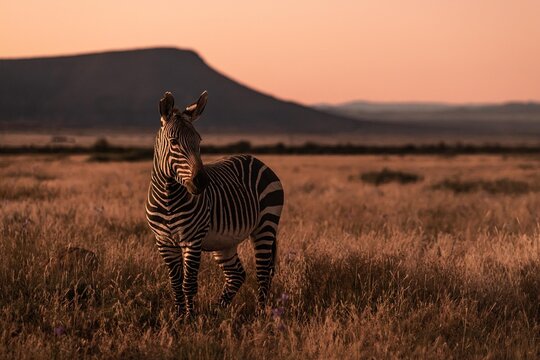 View of a zebra standing in a grassy field during golden hour with a mountain in the background in South Africa.