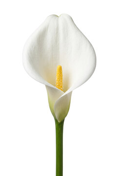 Elegant white calla lily flower on green stem