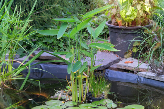 Thalia geniculata in an artificial garden pond. Landscaped pond water. Aquatic plants. Backyard oasis.