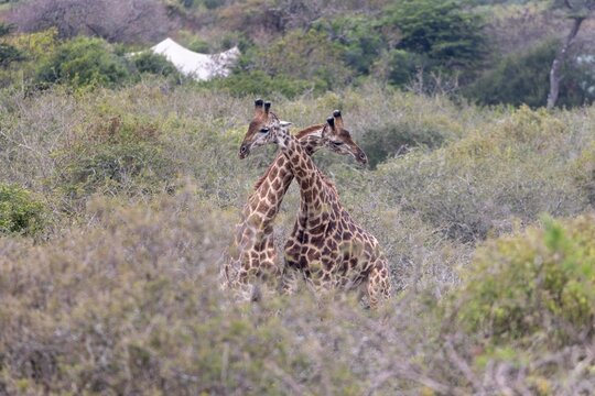 View of two giraffes with their necks crossed standing in the dense bushveld of South Africa.