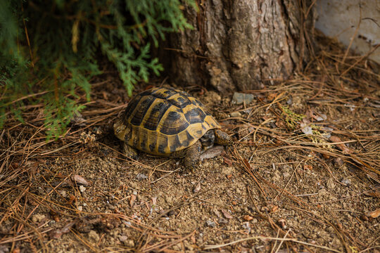 A tortoise hiding inside its shell in a forest. A tortoise in the wild. A turtle in a forest