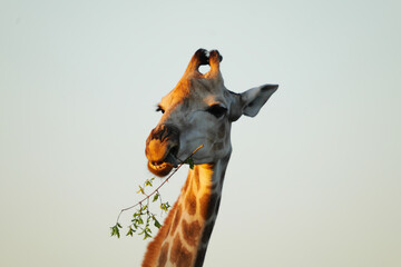 Giraffe chewing leafy branch with humorous expression © Antony
