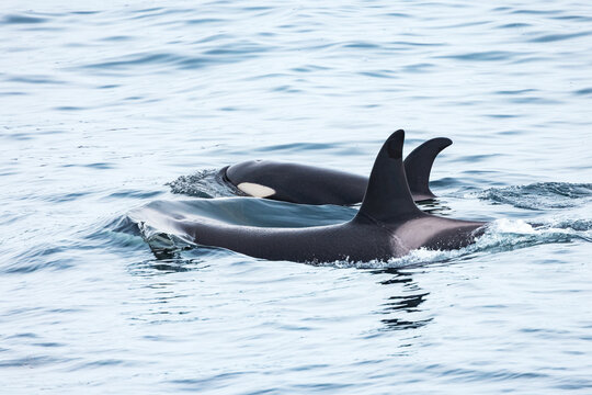 View of two orcas swimming in the sea in Shetland, Scotland, United Kingdom.