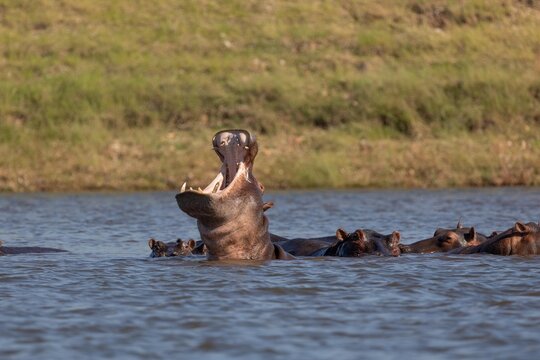 View of a pod of hippos in a river with one individual displaying its open mouth, set against a grassy riverbank in South Africa.