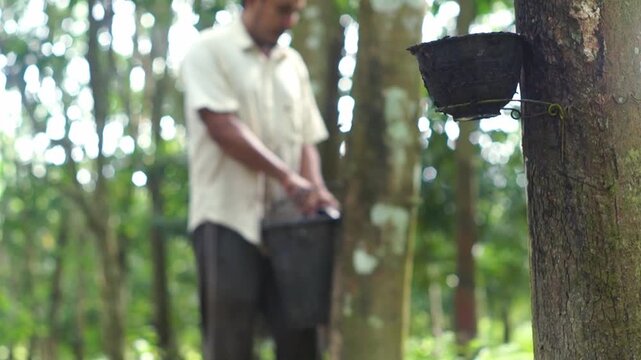 Rubber farmer tapping latex from trees in a plantation, showcasing sustainable agriculture.