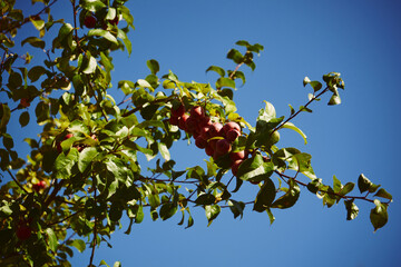 jabłoń, ozdobna, karłowa, purpurowa, rajska © Marcin Łazarczyk
