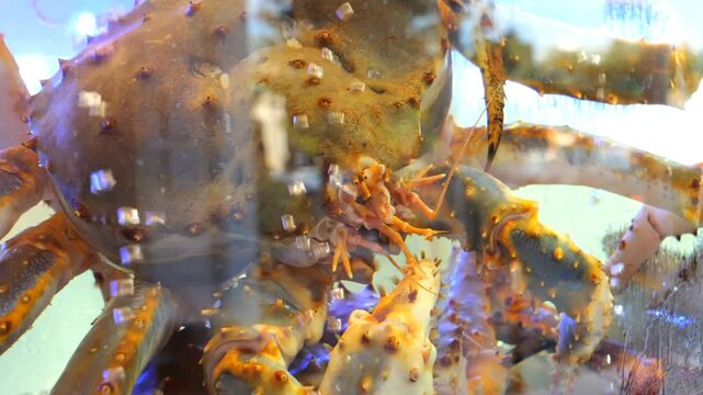 Preparing large king crab specimens involves aquatic tank storage, systematic shell cleaning, precision leg trimming, and stainless steel steaming equipment for culinary service