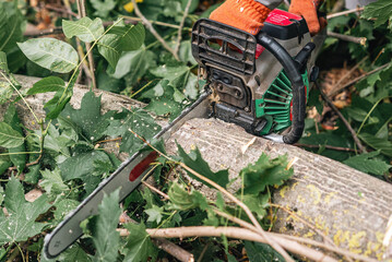 Cutting up fallen tree in forest with chainsaw for clearing and removal following storm or fall. © Todayphoto