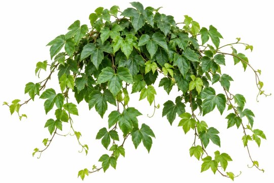 Green ivy foliage arch isolated on white background for botanical wedding decor and garden branding