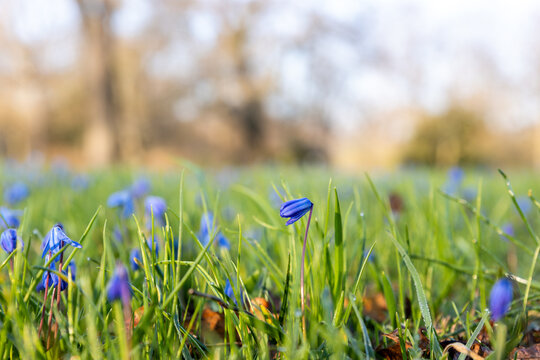 Blue scilla flowers rise through fresh grass in warm spring sunlight, creating soft floral bokeh and gentle seasonal mood. Delicate wildflower meadow suggests renewal, freshness and calm nature