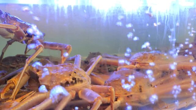 Professional culinary process showing live crabs transferred from a water tank into a pink basket, cleaned with a brush, rinsed with water, and trimmed with scissors inside a stainless steel setup