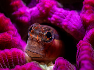 White lined combtoothed blenny (Ecsenius pictus) © Tomek
