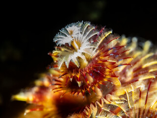 Christmas Tree Worm (Spirobranchus giganteus) © Tomek
