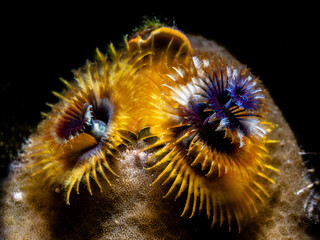 Christmas Tree Worm (Spirobranchus giganteus) © Tomek