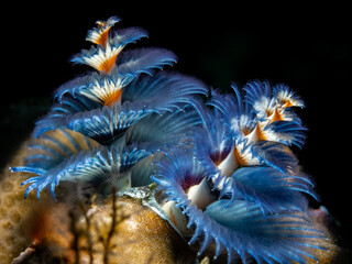 Christmas Tree Worm (Spirobranchus giganteus) © Tomek