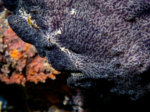 Giant black frogfish (Antennarius commerson)