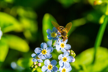 Bee collects nectar from delicate blue flowers under bright sunlight in a vibrant garden © Oleh Marchak