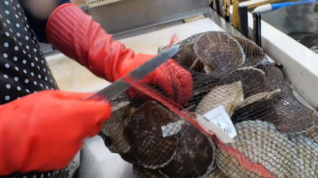 Commercial kitchen preparation featuring raw scallops organized in plastic crates while being thoroughly cleaned and processed for culinary service