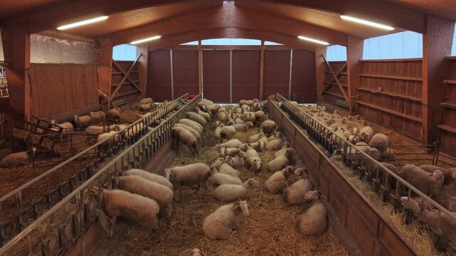 Aerial view of flock of sheep in France