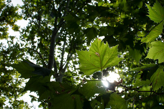 Green leaves of a sycamore