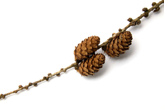 Dry Larch Branch with Cones Isolated on White