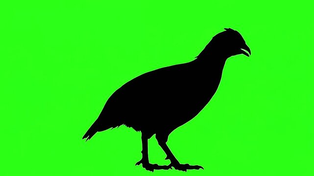 Black bird silhouette standing profile on green background