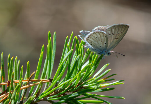 Polyommatus icarus perched delicately on vibrant green pine needles in a sunlit forest during spring