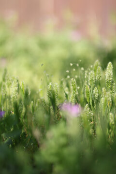 Lush grass foliage closeup with green foxtails growing 