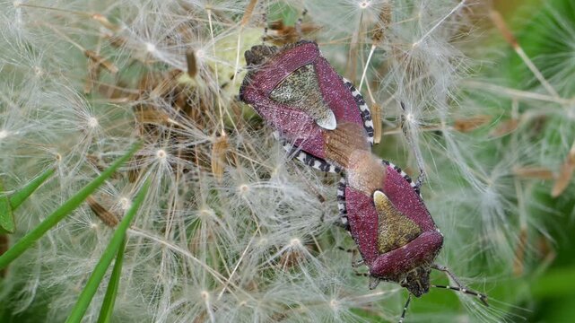 Sloe Bugs (Dolycoris baccarum) or Hairy Shieldbugs, mating among the seeds of a Dandelion flower. Kent, UK (Slow motion x5]