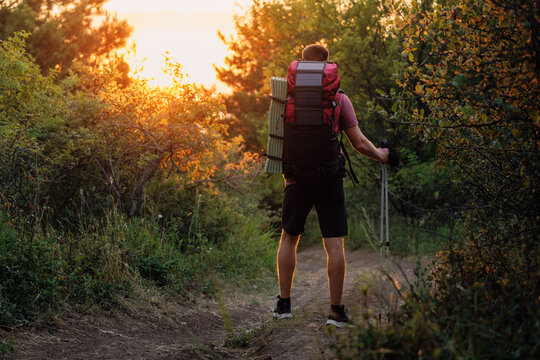 Hiker in forest with backpack and poles at sunset. Summer hiking concept
