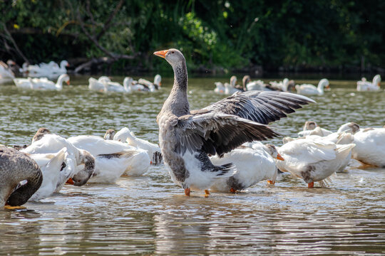 Domestic goose displaying its wings in a peaceful water setting while surrounded by other geese grazing and swimming during a sunny day