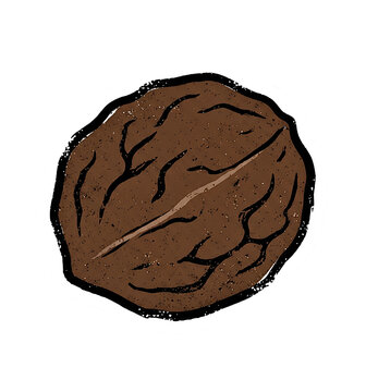 Natural whole walnut nut shell, vintage chalk drawing vector sticker design