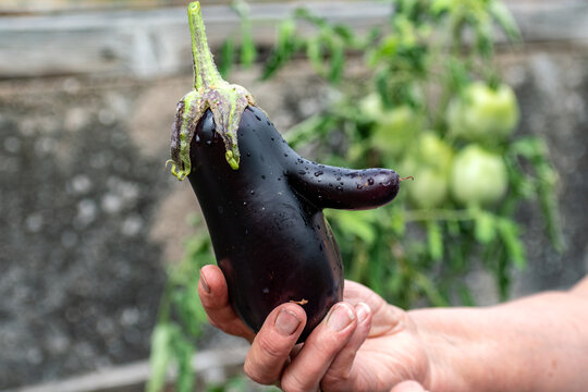 Funny aubergines in a vegetable garden, homemade zero waste ugly food