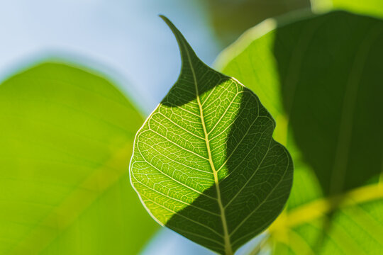Minimalist close up of green bodhi leaf with detailed veins and sunburst.