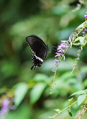 High-definition close-up of a butterfly, black wings with white bands, a close-up of a swallowtail butterfly sipping nectar © Yf