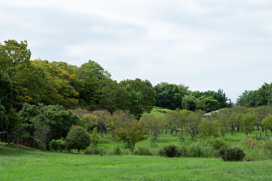 Beautiful Green Lawn and Trees in Park in Nara Japan Under Cloudy Sky with Copy Space for Web Banner and Travel Template
