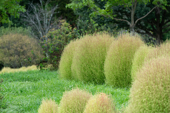 Group of Kochia Bushes Turning Color in Autumn Park with Green Lawn and Tree Background with Copy Space for Web Banner and Japan Travel Template